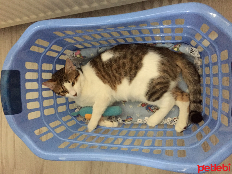 Tekir Kedi, Kedi  Çakıl fotoğrafı