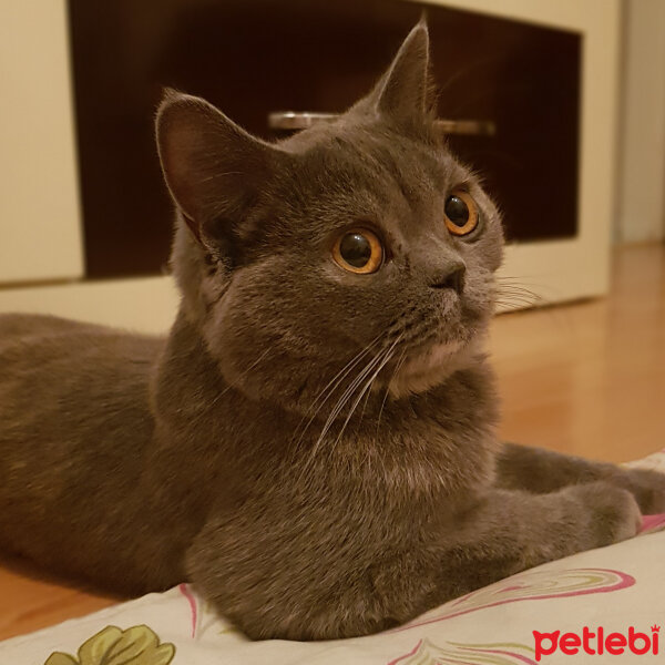 British Shorthair, Kedi  Lily fotoğrafı