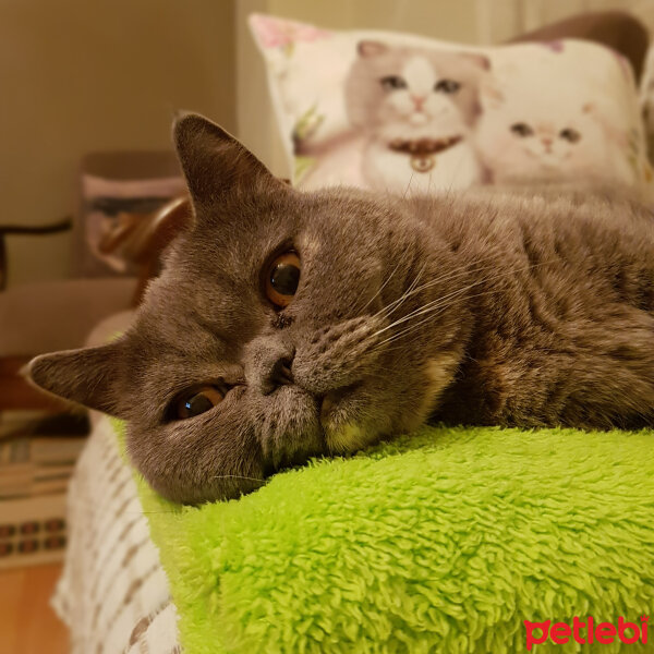 British Shorthair, Kedi  Lily fotoğrafı