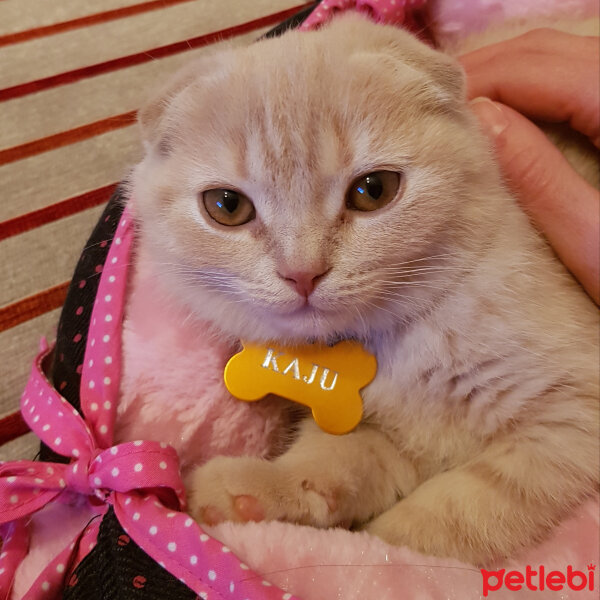 Scottish Fold, Kedi  Kaju fotoğrafı