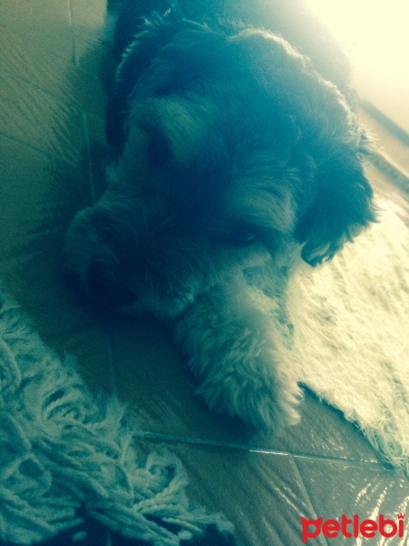 Glen of Imaal Terrier, Köpek  Daisy fotoğrafı