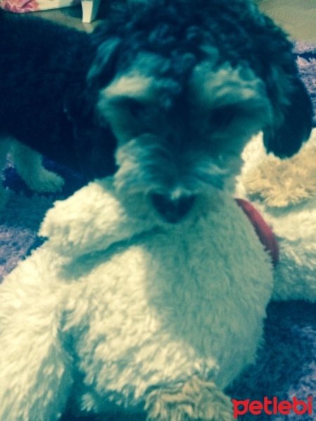 Glen of Imaal Terrier, Köpek  Daisy fotoğrafı