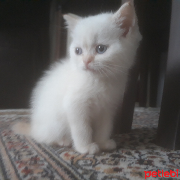 British Shorthair, Kedi  lokum fotoğrafı