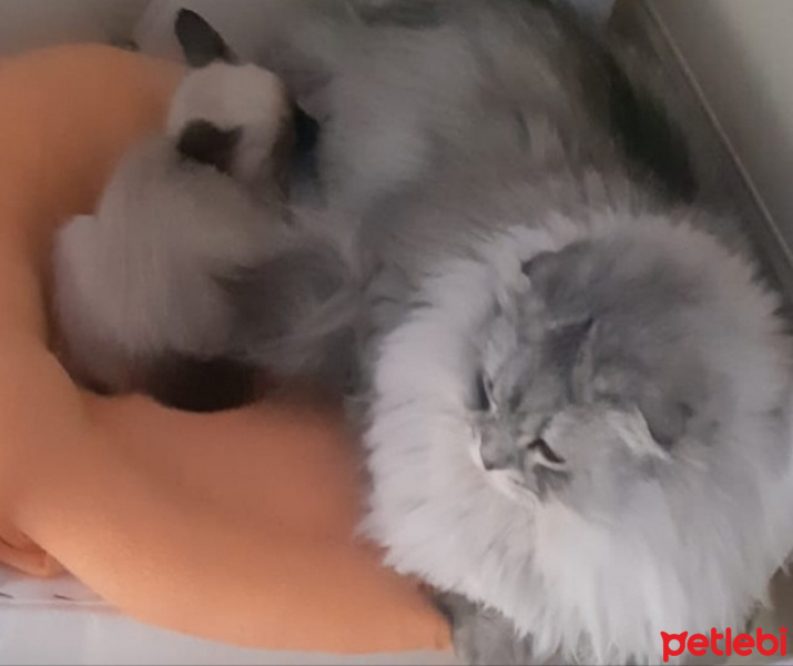 Siyam Kedisi, Kedi  ares fotoğrafı