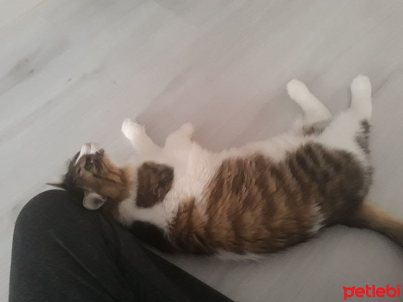 Tekir Kedi, Kedi  Şirin fotoğrafı