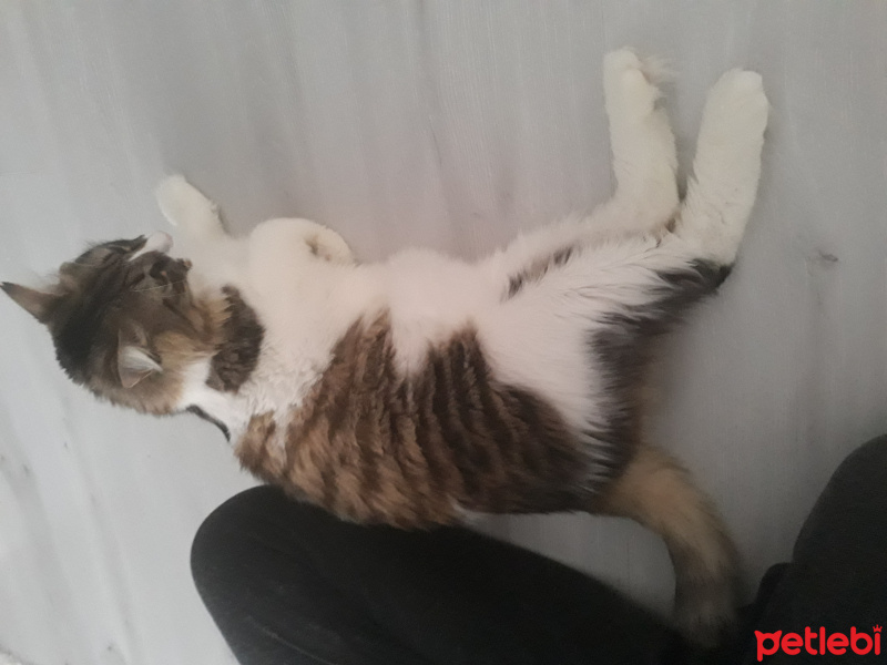 Tekir Kedi, Kedi  Şirin fotoğrafı