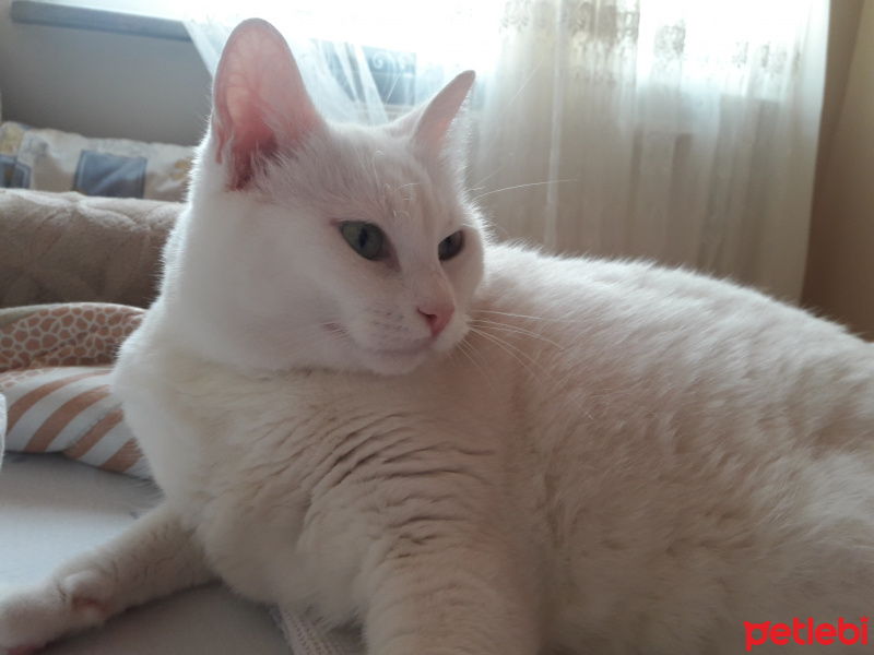 Tekir Kedi, Kedi  Irma fotoğrafı