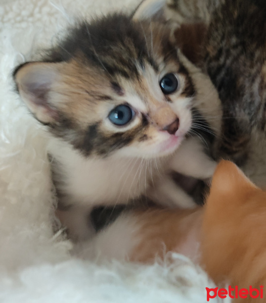 Tekir Kedi, Kedi  Turşu fotoğrafı