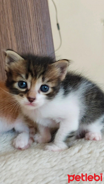 Tekir Kedi, Kedi  Turşu fotoğrafı