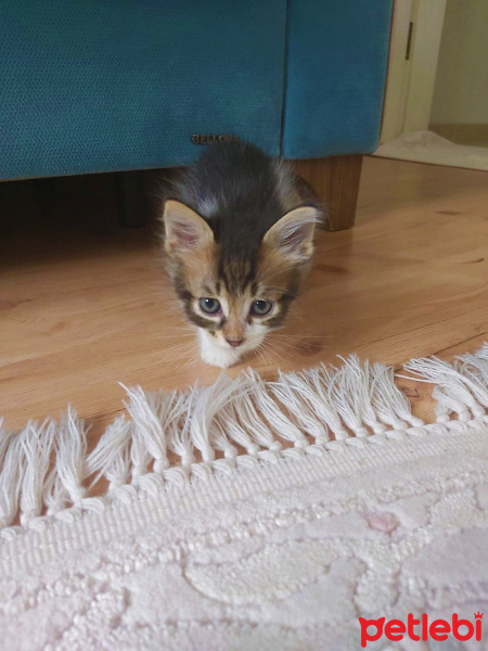 Tekir Kedi, Kedi  Turşu fotoğrafı