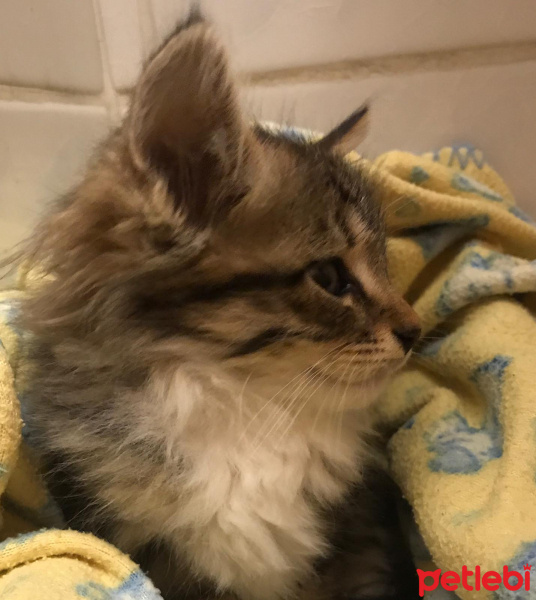 Tekir Kedi, Kedi  Oscar fotoğrafı