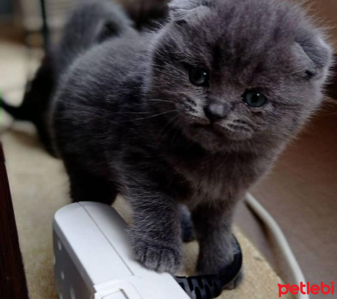 Scottish Fold, Kedi  Apdülhey fotoğrafı