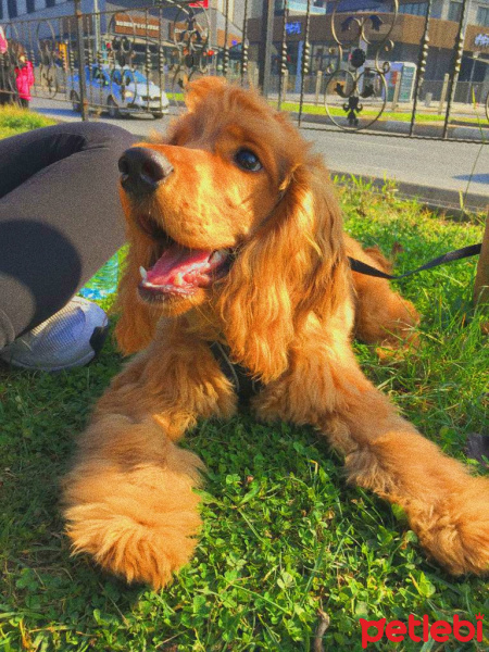 Amerikan Cocker Spaniel, Köpek  Tarçın fotoğrafı