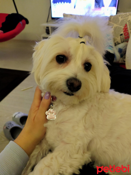 Maltese, Köpek  Hera fotoğrafı