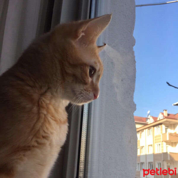 Sarman, Kedi  Balım fotoğrafı