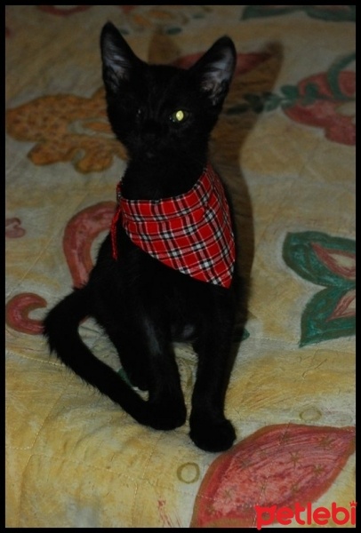 Tekir Kedi, Kedi  Hayat fotoğrafı