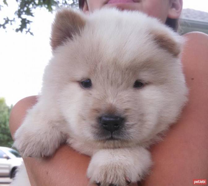 Pomeranyalı, Köpek  Uysal fotoğrafı