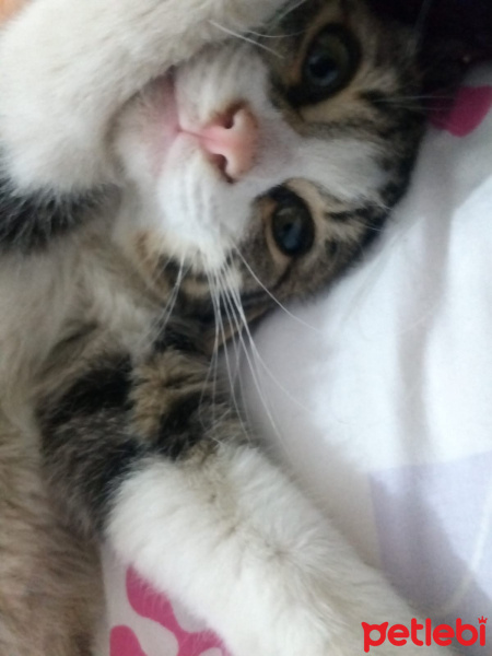 Tekir Kedi, Kedi  EROS fotoğrafı
