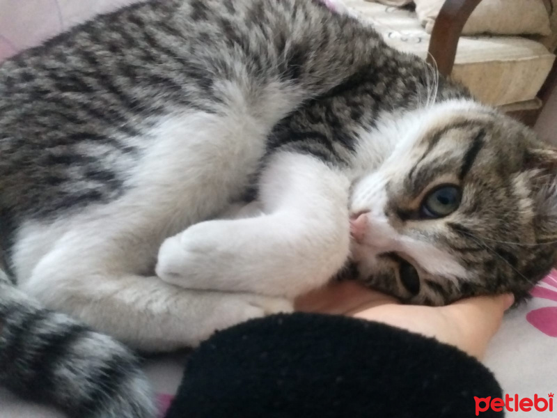 Tekir Kedi, Kedi  EROS fotoğrafı