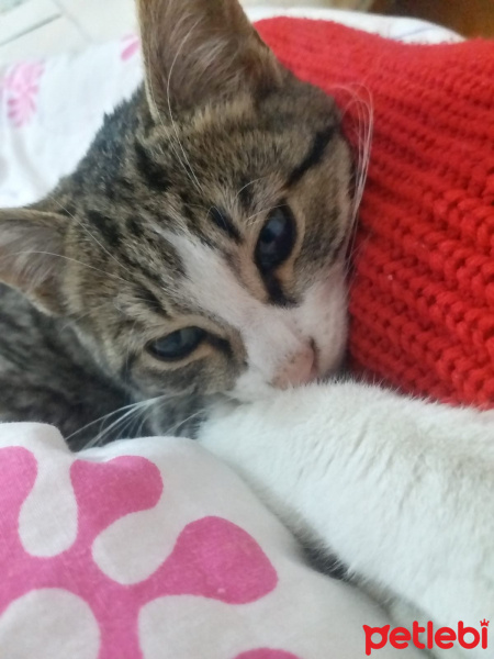 Tekir Kedi, Kedi  EROS fotoğrafı