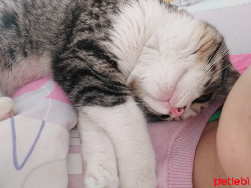 Tekir Kedi, Kedi  EROS fotoğrafı