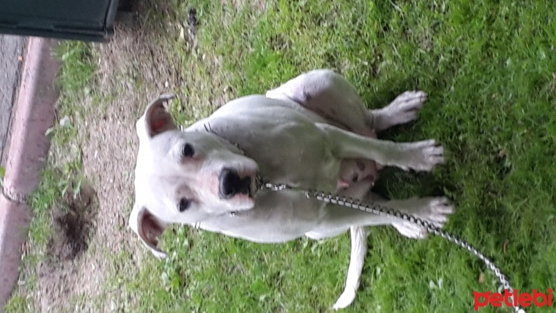 Dogo Arjantin, Köpek  BENDİS fotoğrafı