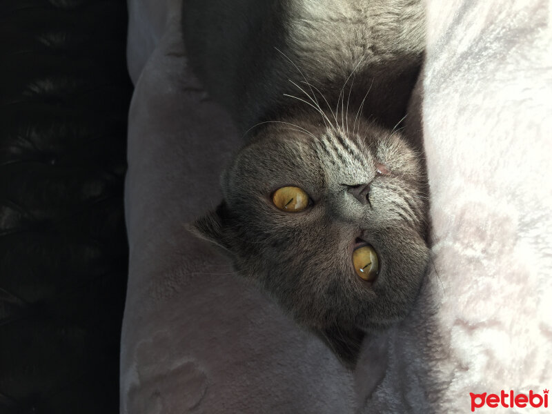 Scottish Fold, Kedi  Max fotoğrafı