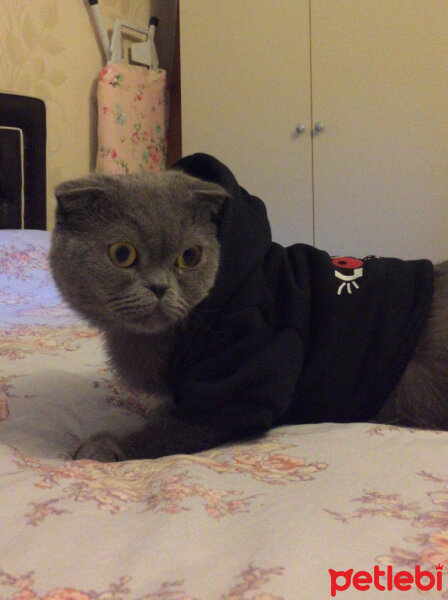 Scottish Fold, Kedi  Max fotoğrafı