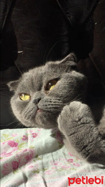 Scottish Fold, Kedi  Max fotoğrafı