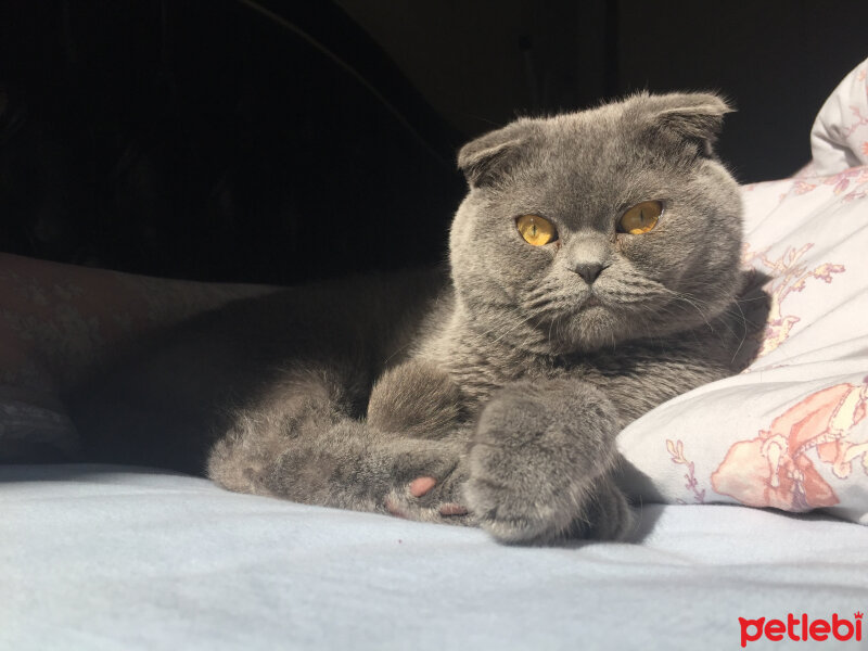 Scottish Fold, Kedi  Max fotoğrafı