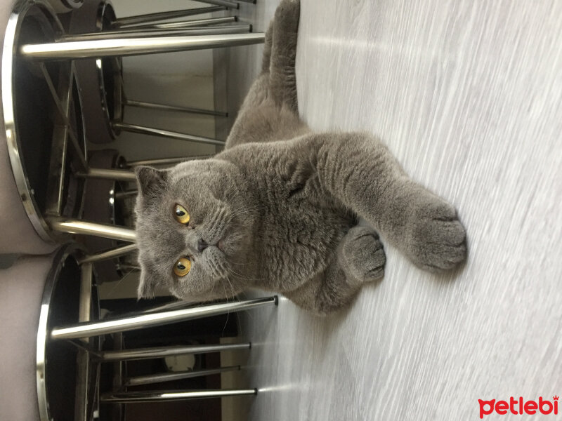 Scottish Fold, Kedi  Max fotoğrafı