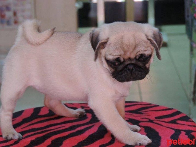 Pug, Köpek  yok fotoğrafı