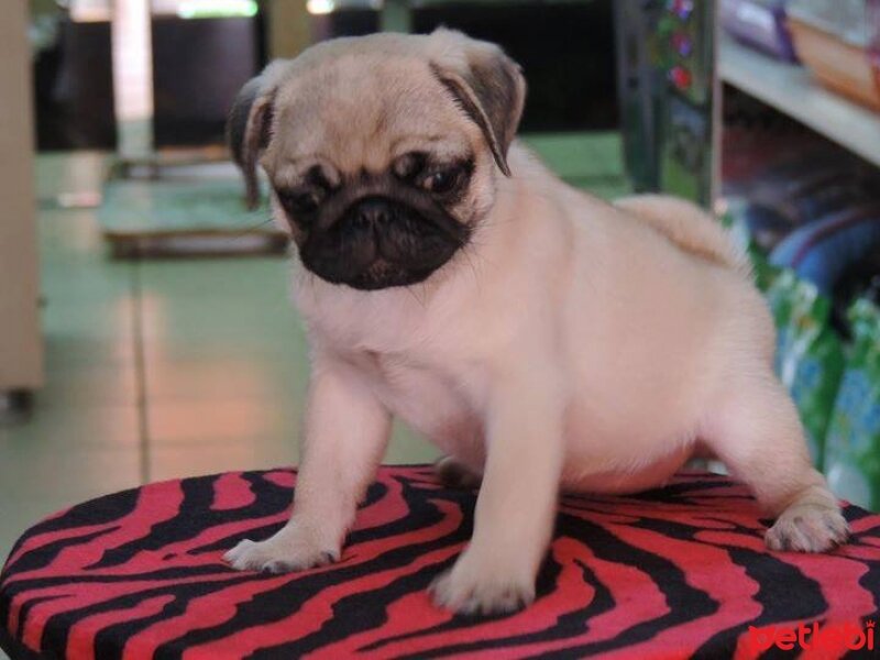 Pug, Köpek  yok fotoğrafı