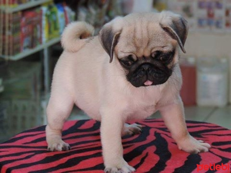 Pug, Köpek  yok fotoğrafı