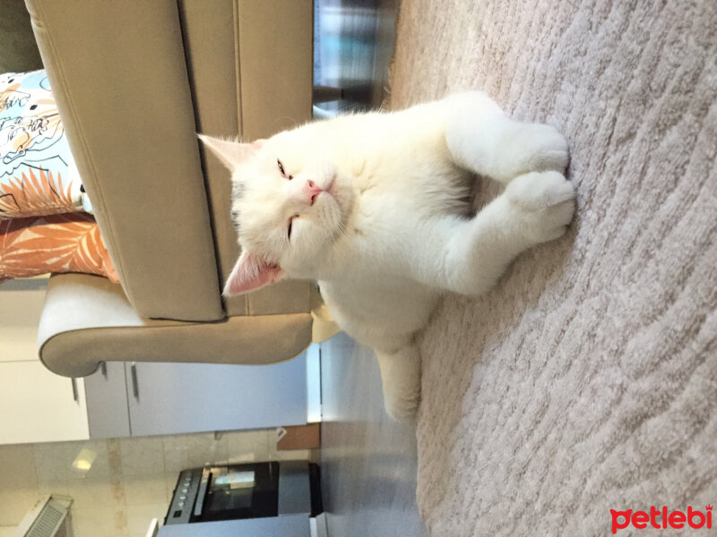 British Shorthair, Kedi  Leo fotoğrafı