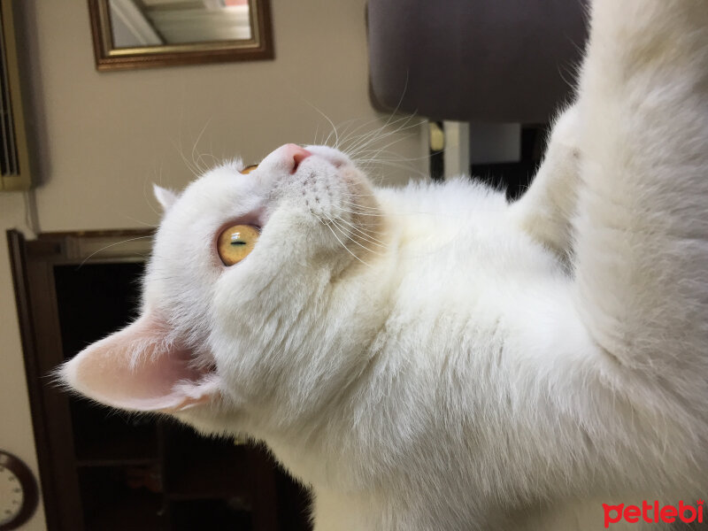 British Shorthair, Kedi  Leo fotoğrafı