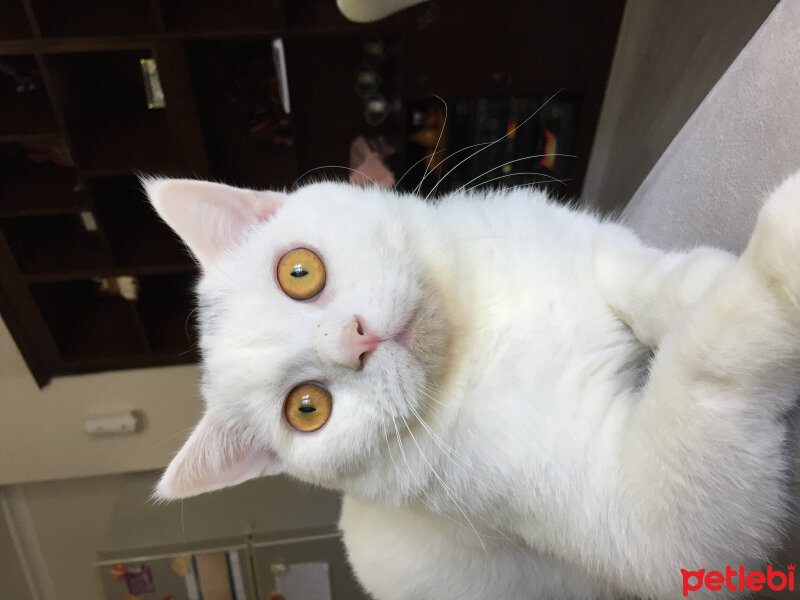 British Shorthair, Kedi  Leo fotoğrafı