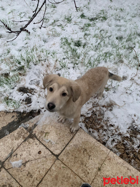 Labrador Retriever, Köpek  Köpük fotoğrafı