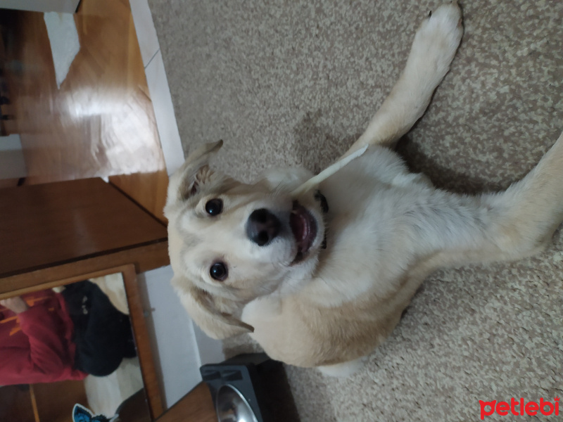 Labrador Retriever, Köpek  Köpük fotoğrafı