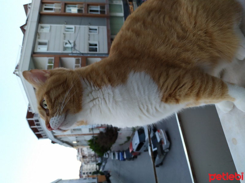 Sarman, Kedi  Darvin fotoğrafı