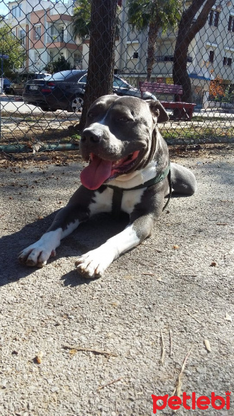 Amerikan Pitbull Terrier, Köpek  Pablo fotoğrafı