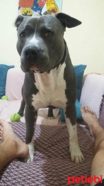 Amerikan Pitbull Terrier, Köpek  Pablo fotoğrafı