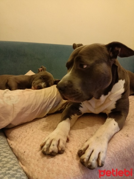 Amerikan Pitbull Terrier, Köpek  Pablo fotoğrafı