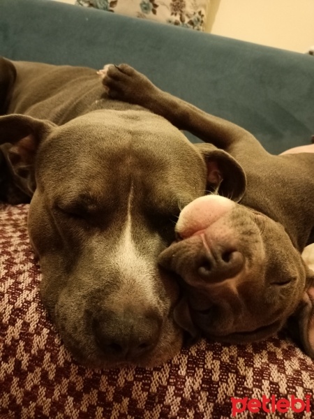 Amerikan Pitbull Terrier, Köpek  Pablo fotoğrafı