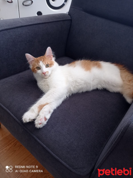 Sarman, Kedi  Çakıl fotoğrafı