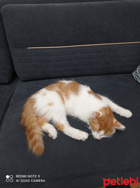 Sarman, Kedi  Çakıl fotoğrafı