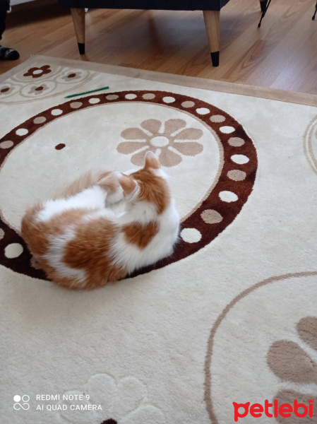 Sarman, Kedi  Çakıl fotoğrafı