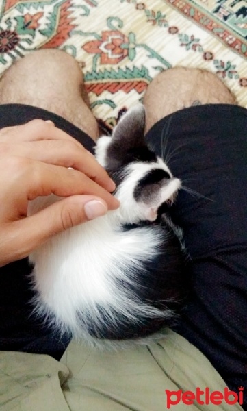 Tekir Kedi, Kedi  Bomonti fotoğrafı