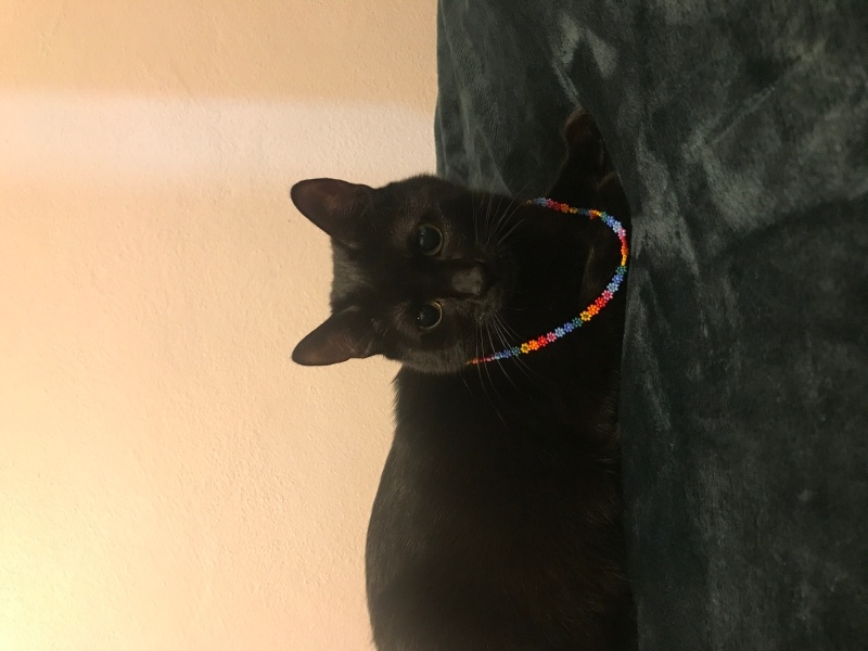 Bombay, Kedi  Karamuk fotoğrafı