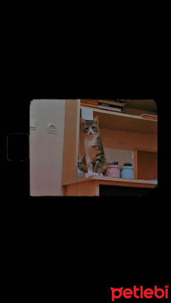 Tekir Kedi, Kedi  Duman fotoğrafı